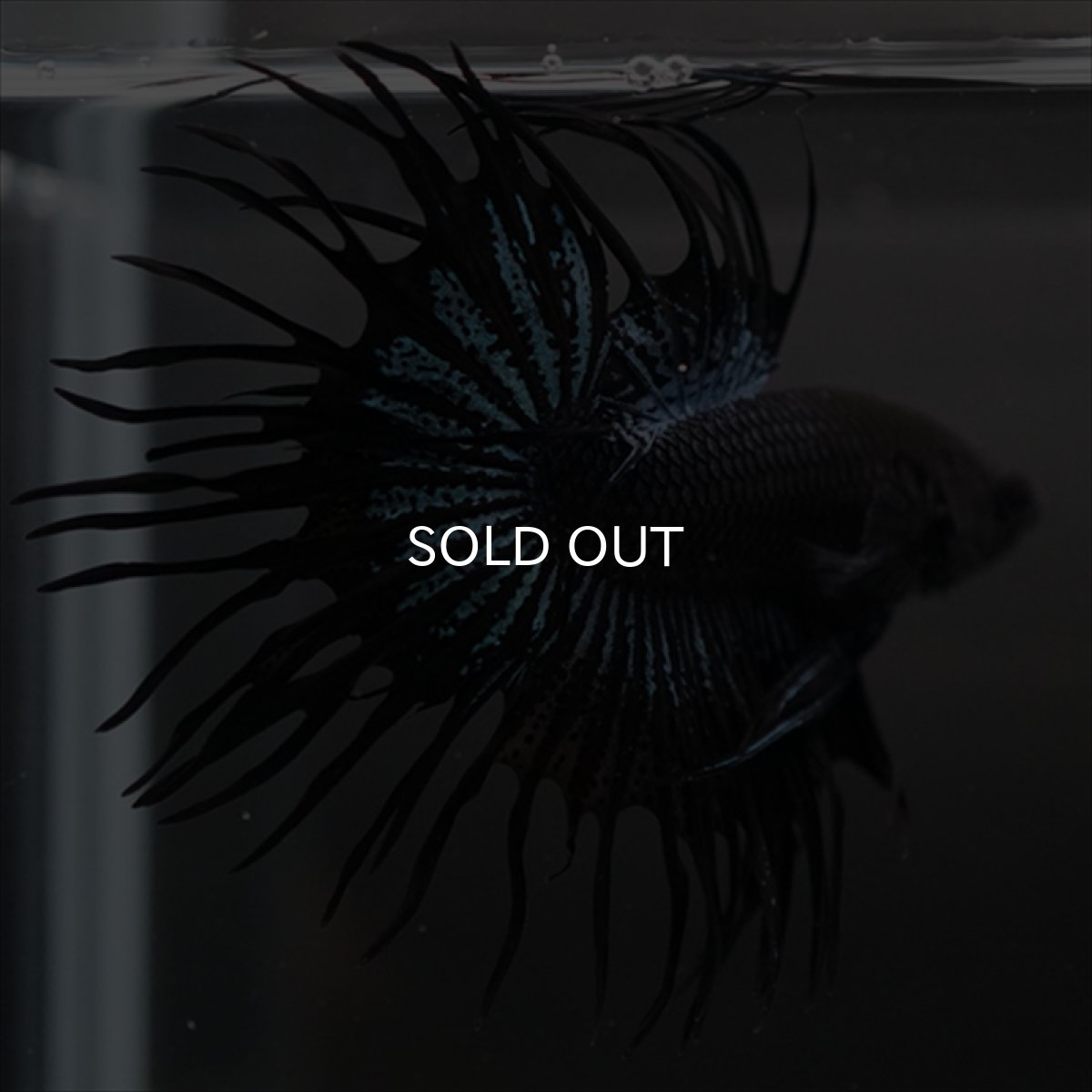 画像3: CT ブラックオーキッド (3)