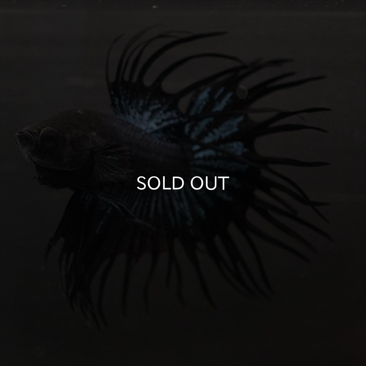 画像2: CT ブラックオーキッド (2)