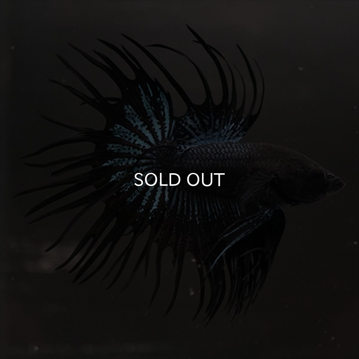 画像9: CT ブラックオーキッド (9)