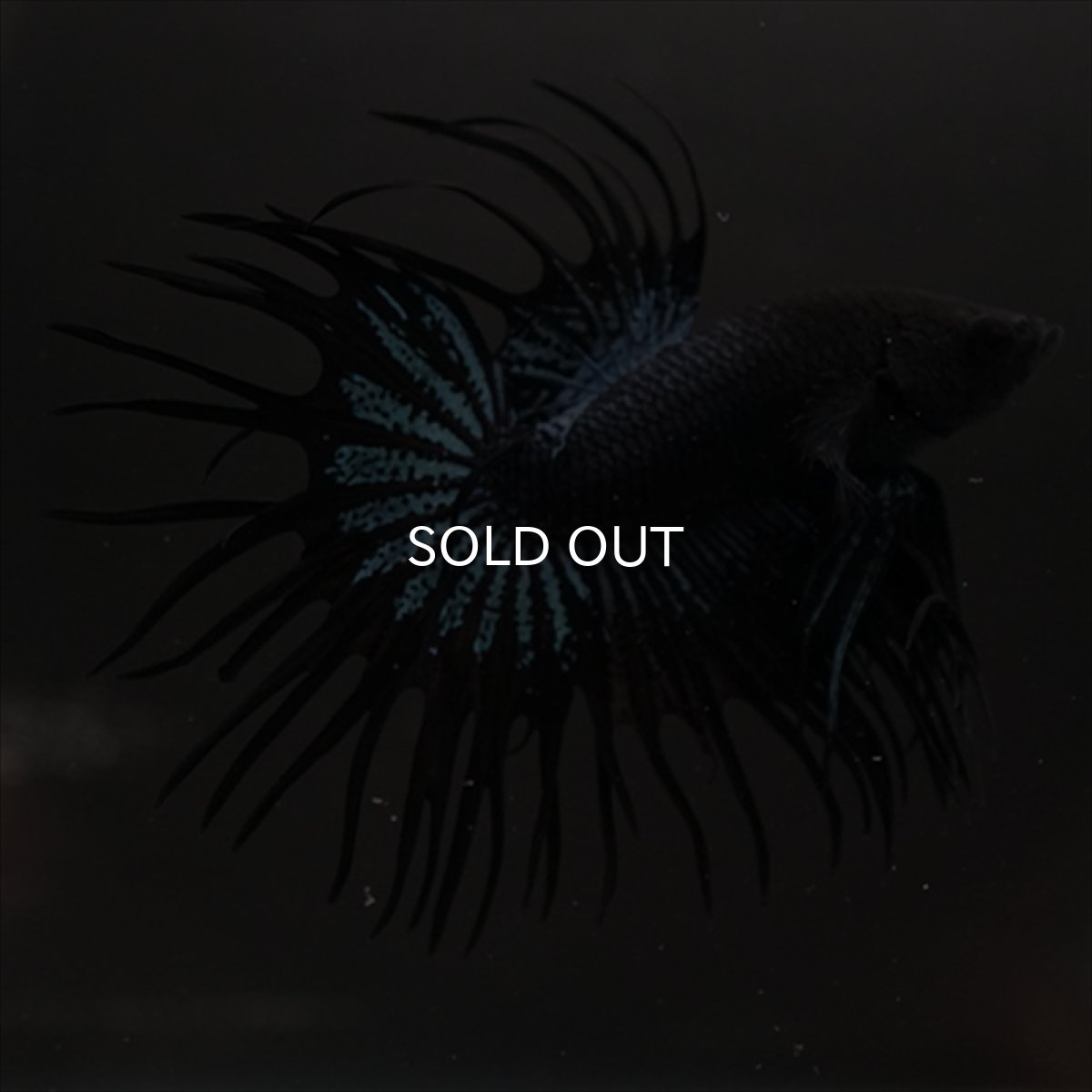 画像8: CT ブラックオーキッド (8)