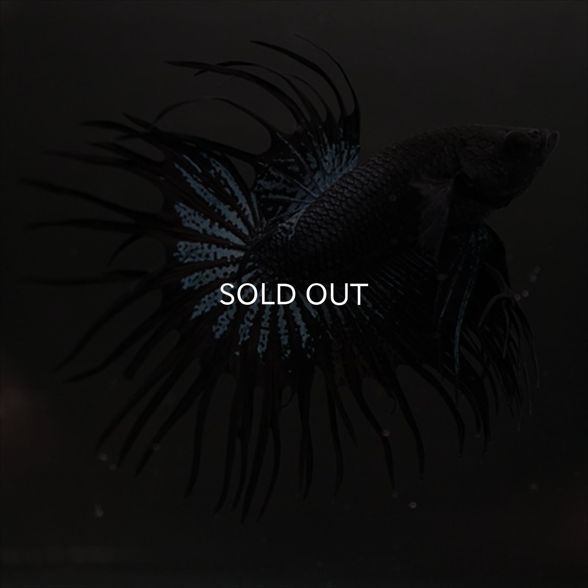 画像7: CT ブラックオーキッド (7)