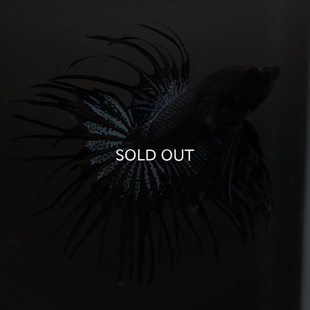 画像6: CT ブラックオーキッド (6)