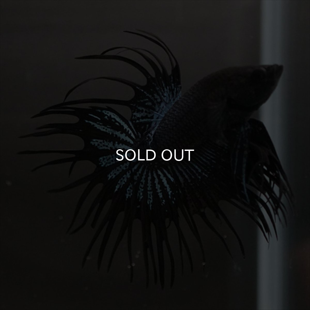 画像5: CT ブラックオーキッド (5)