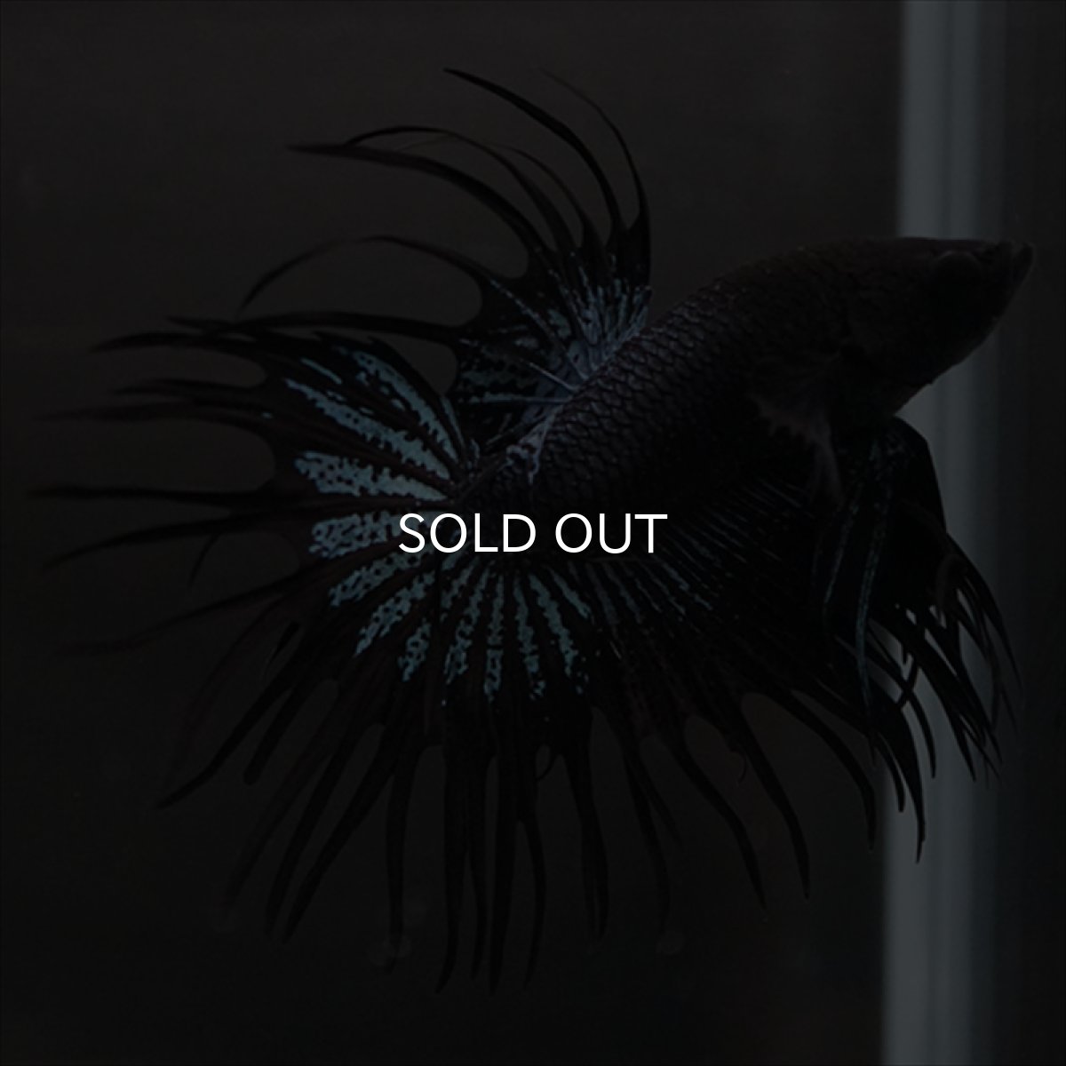 画像4: CT ブラックオーキッド (4)