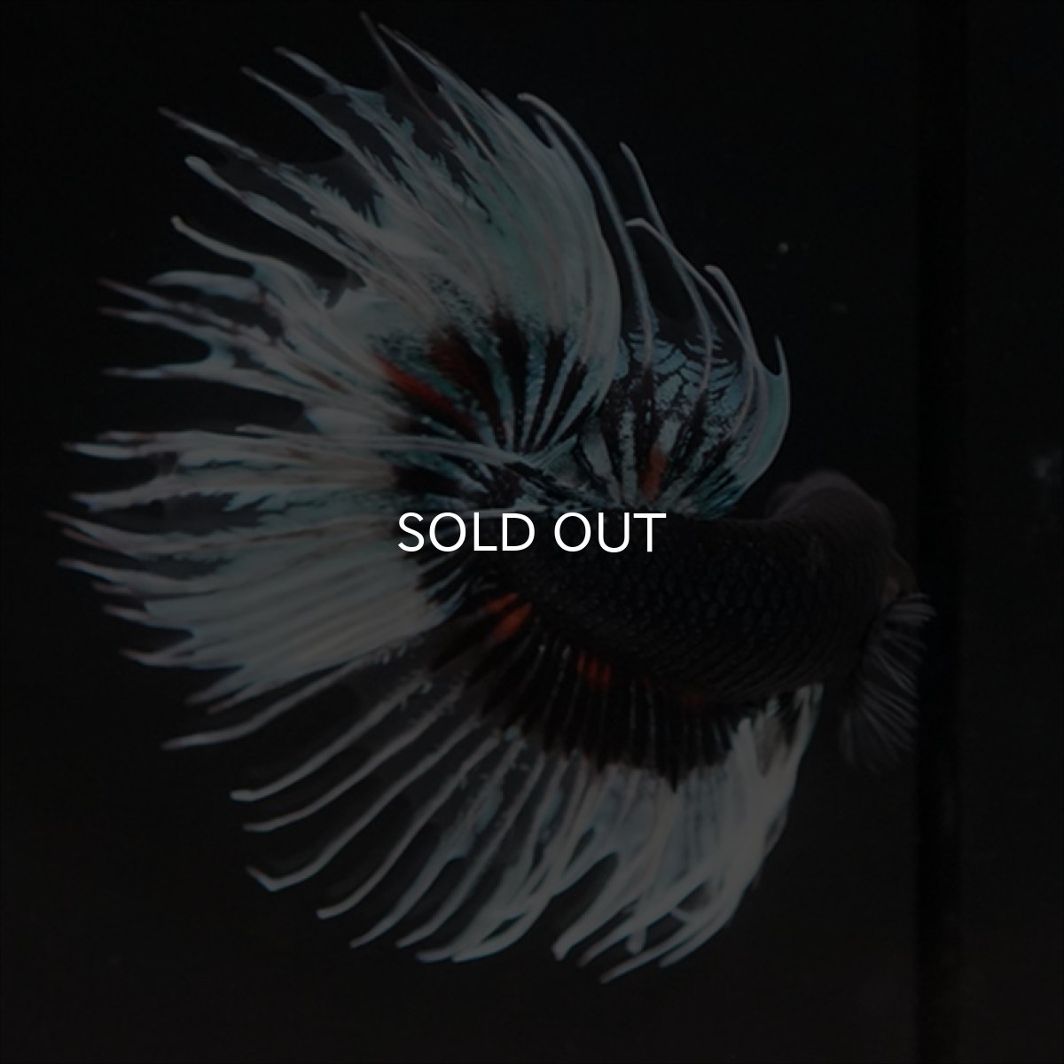 画像15: CT　ブラックオーキッドバタフライ 変わり柄 (15)