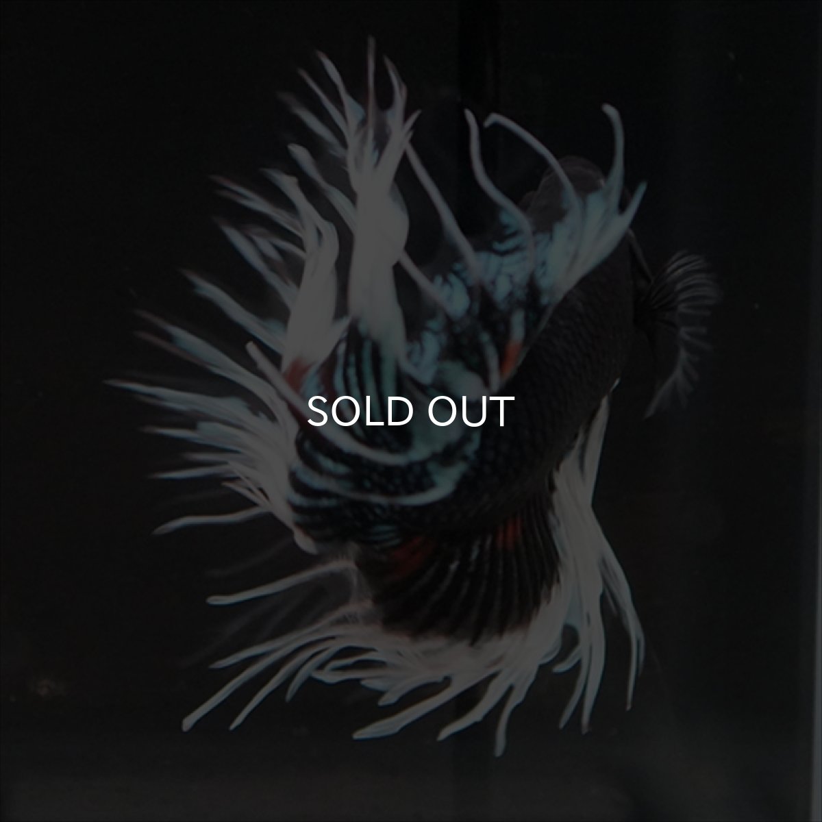 画像14: CT　ブラックオーキッドバタフライ 変わり柄 (14)