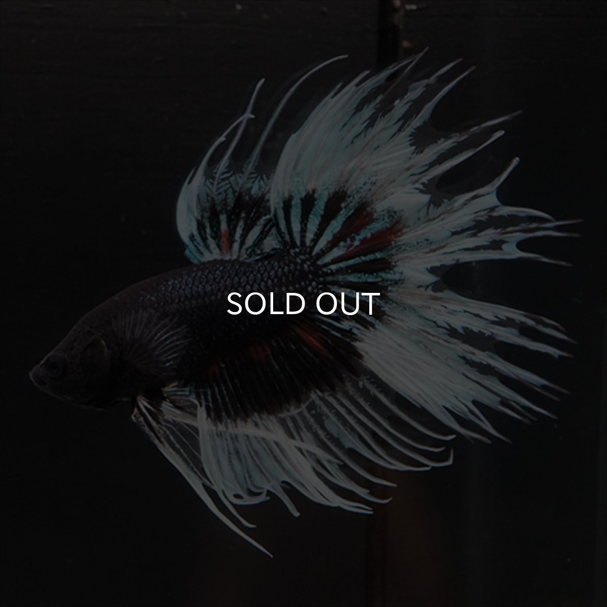 画像13: CT　ブラックオーキッドバタフライ 変わり柄 (13)