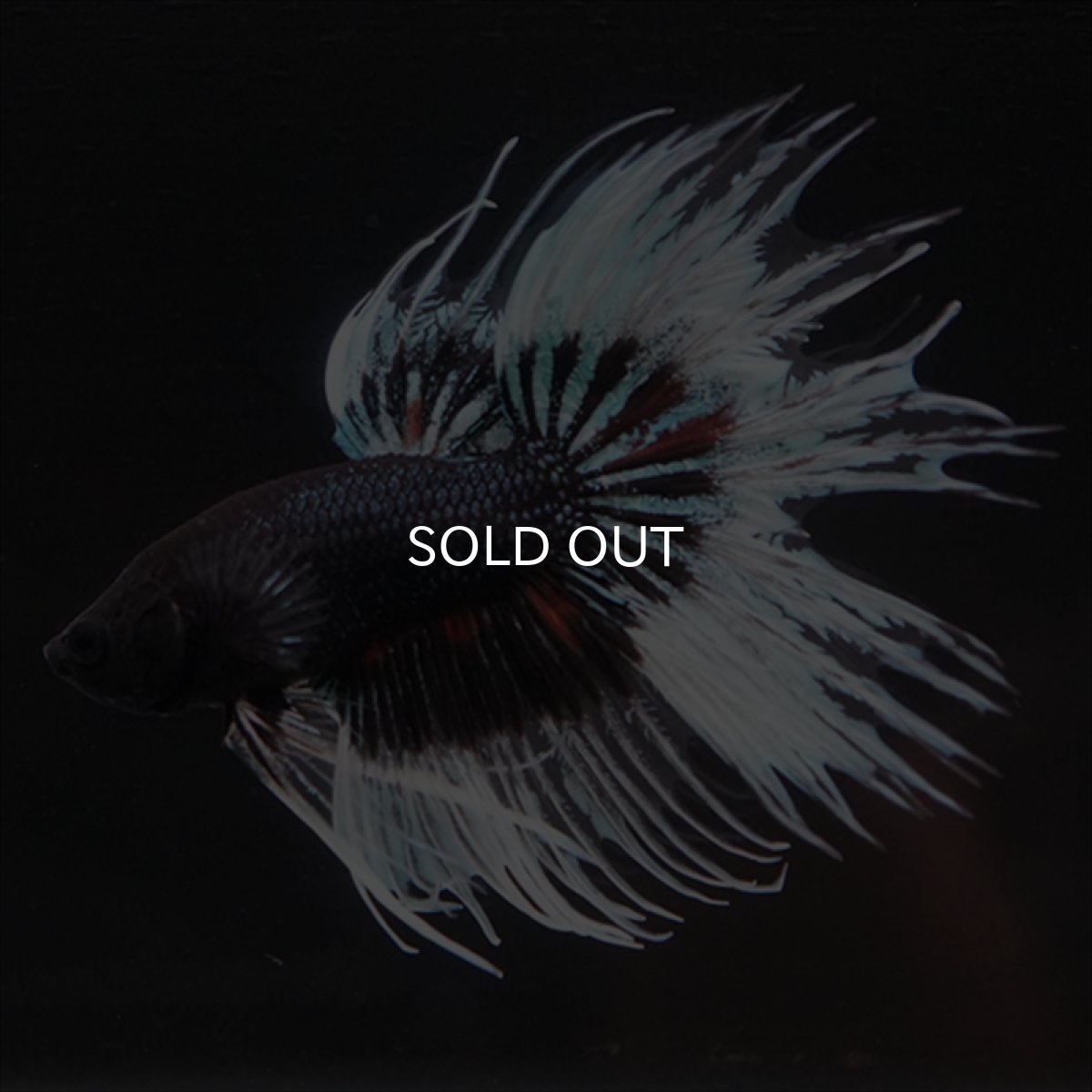 画像12: CT　ブラックオーキッドバタフライ 変わり柄 (12)