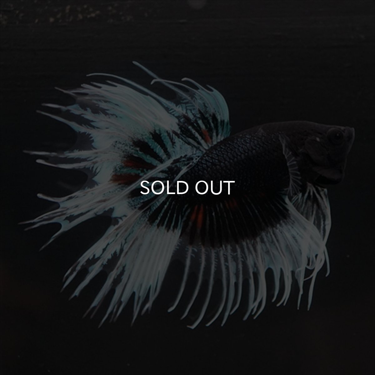 画像11: CT　ブラックオーキッドバタフライ 変わり柄 (11)