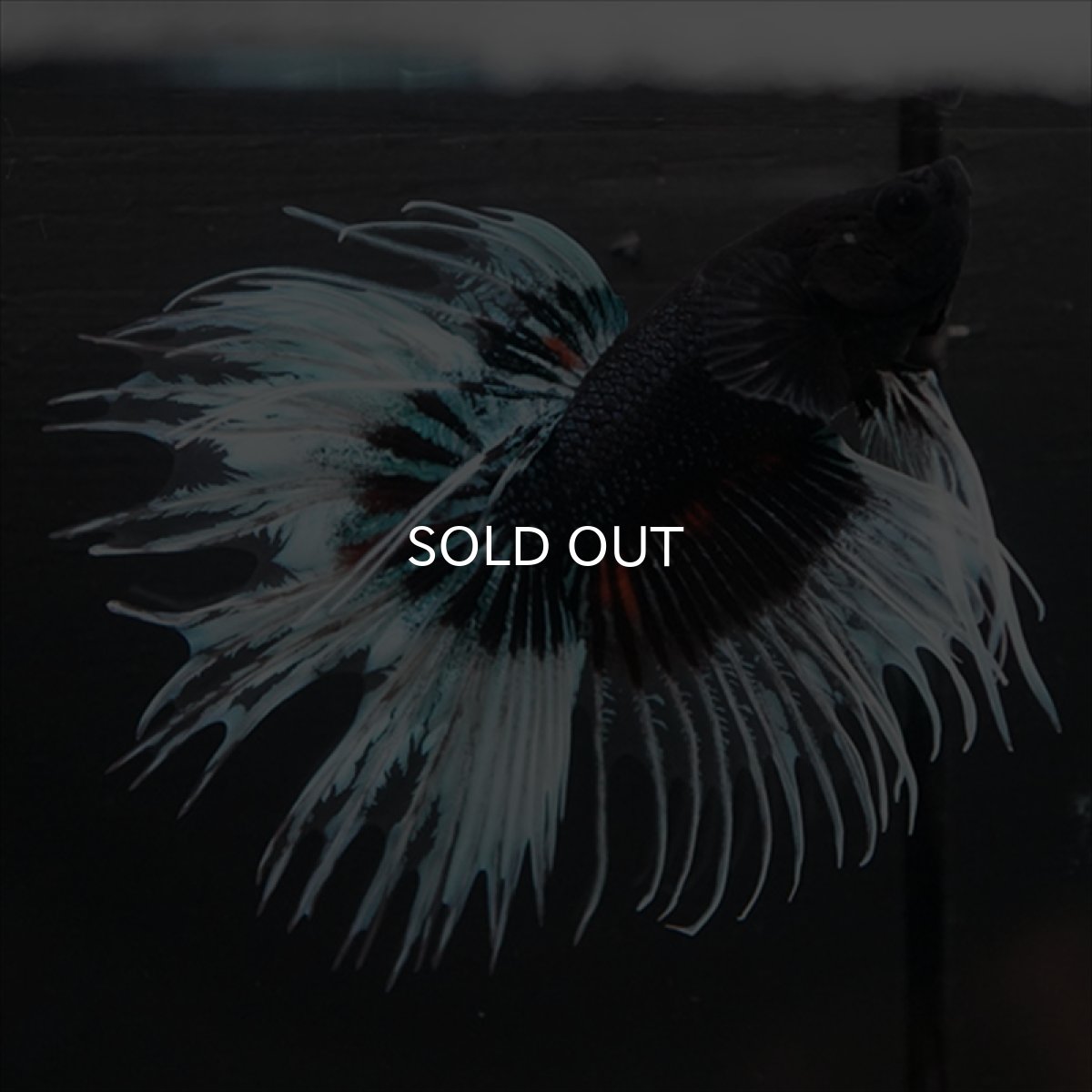 画像9: CT　ブラックオーキッドバタフライ 変わり柄 (9)