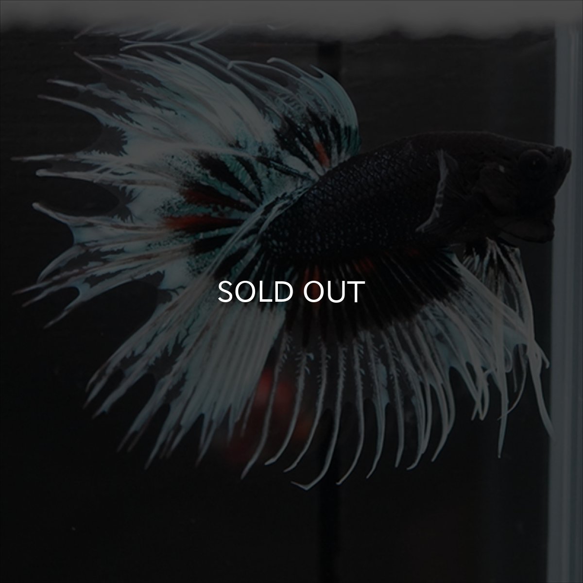 画像8: CT　ブラックオーキッドバタフライ 変わり柄 (8)