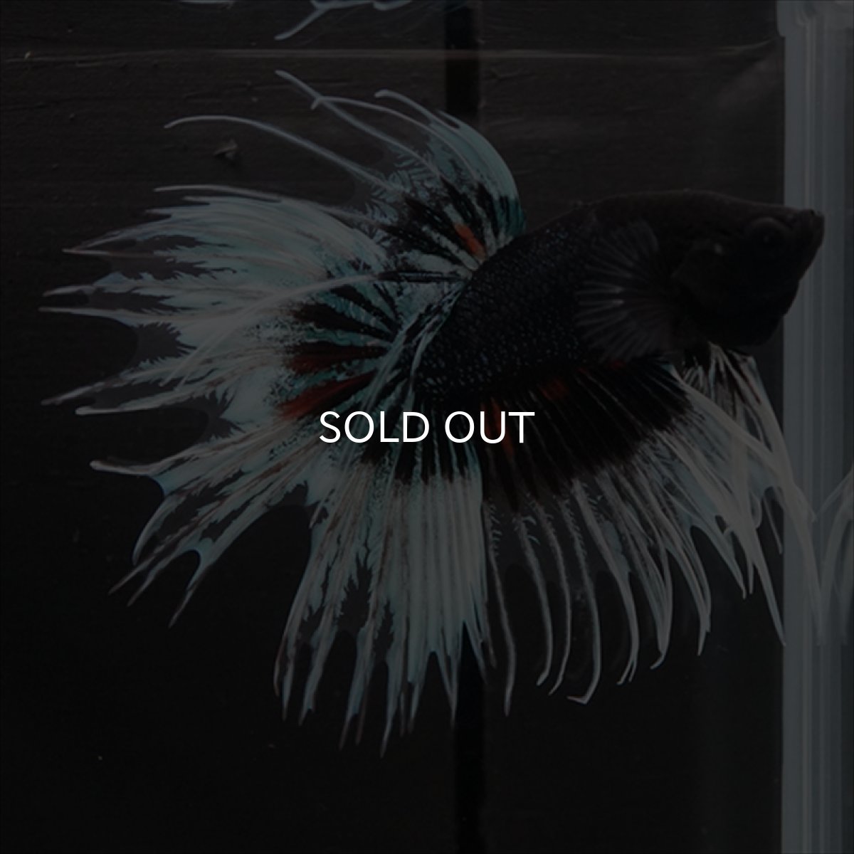 画像7: CT　ブラックオーキッドバタフライ 変わり柄 (7)