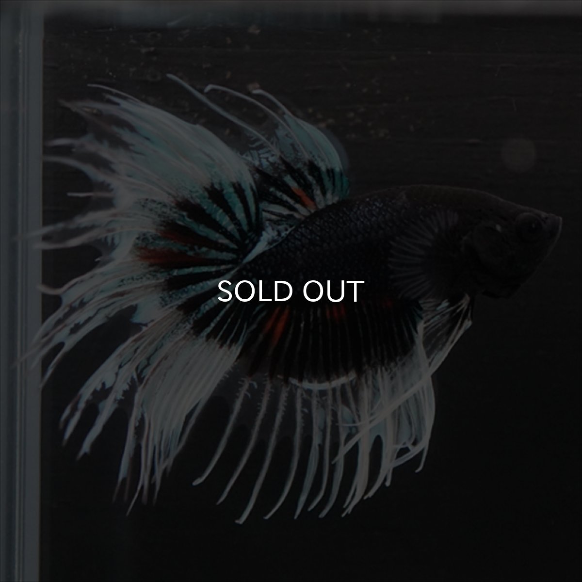 画像6: CT　ブラックオーキッドバタフライ 変わり柄 (6)