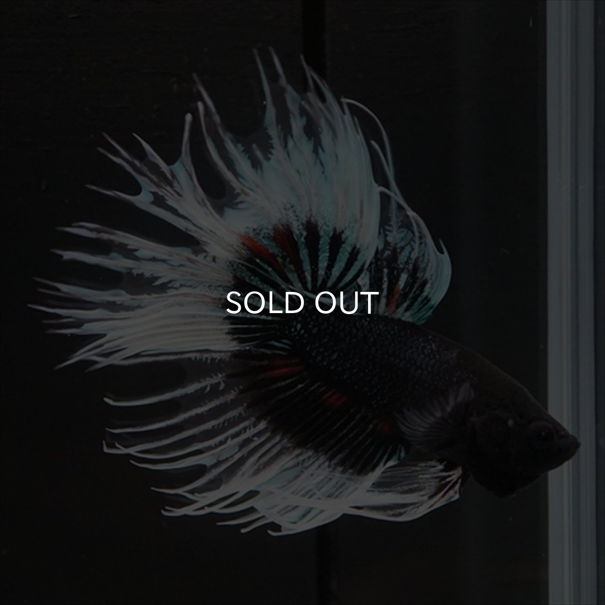 画像5: CT　ブラックオーキッドバタフライ 変わり柄 (5)