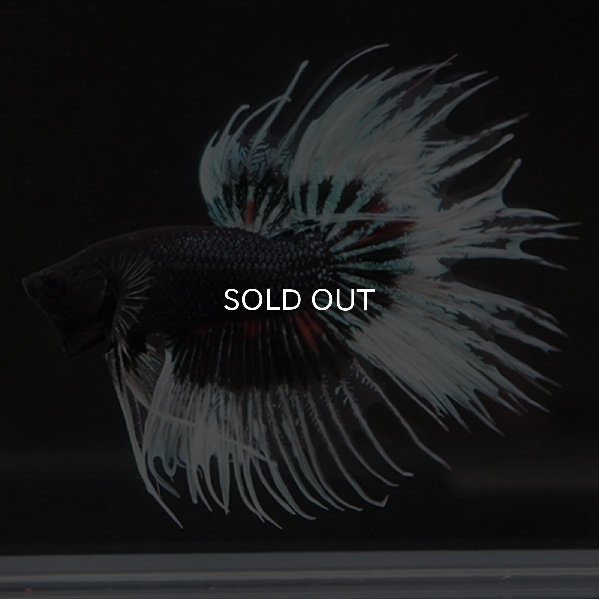 画像4: CT　ブラックオーキッドバタフライ 変わり柄 (4)