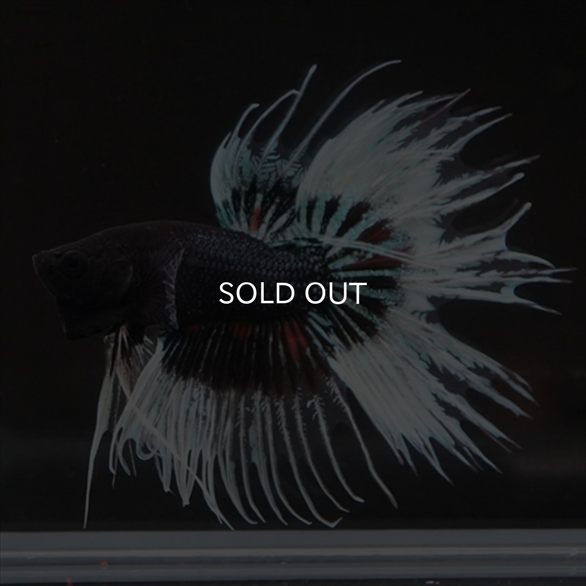 画像3: CT　ブラックオーキッドバタフライ 変わり柄 (3)