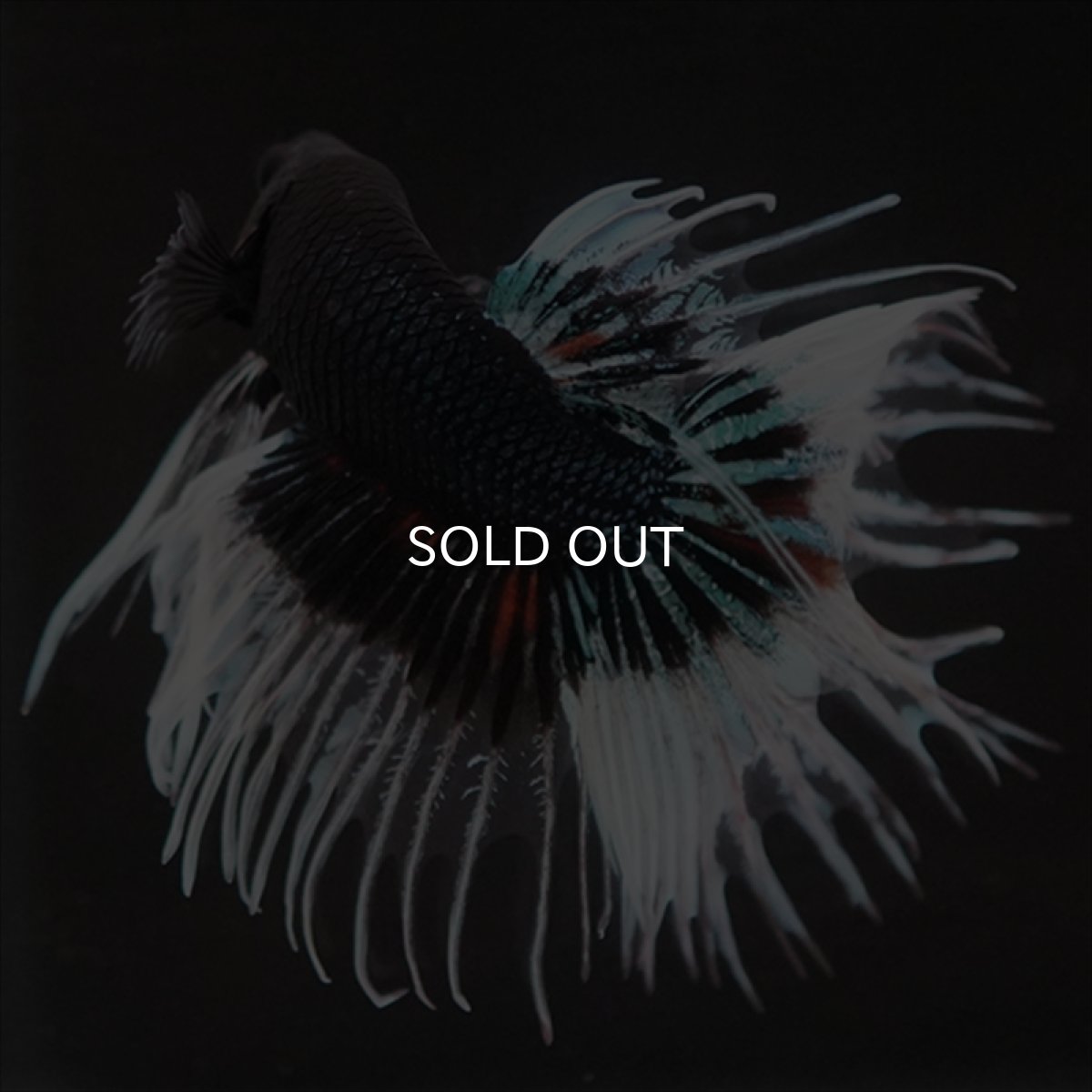 画像2: CT　ブラックオーキッドバタフライ 変わり柄 (2)