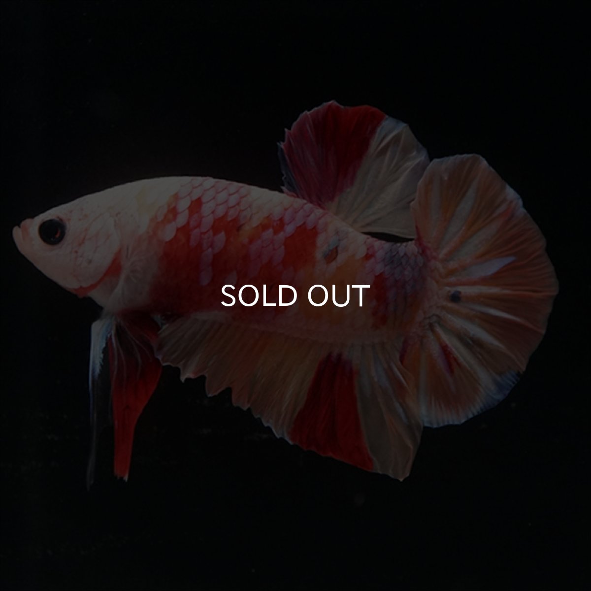 画像9: HMPK　キャンディ変わり柄 (9)