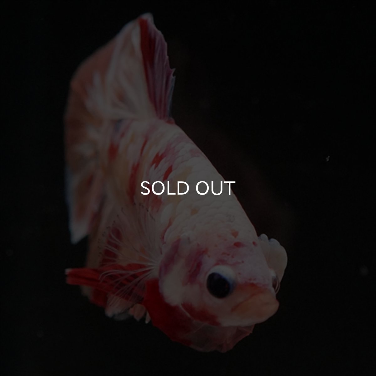 画像8: HMPK　キャンディ変わり柄 (8)