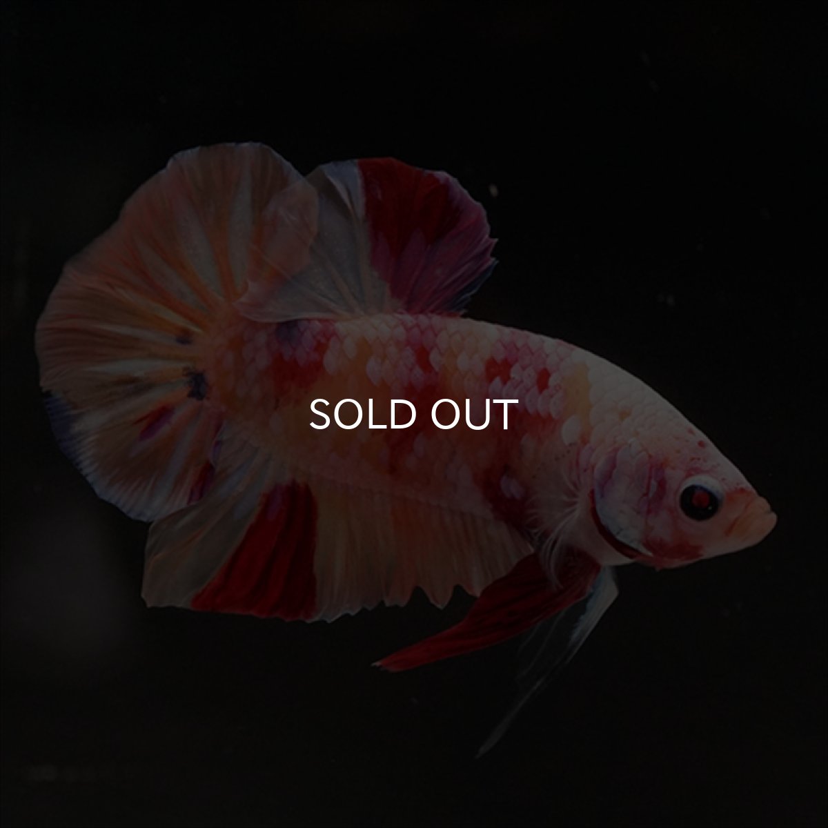 画像7: HMPK　キャンディ変わり柄 (7)