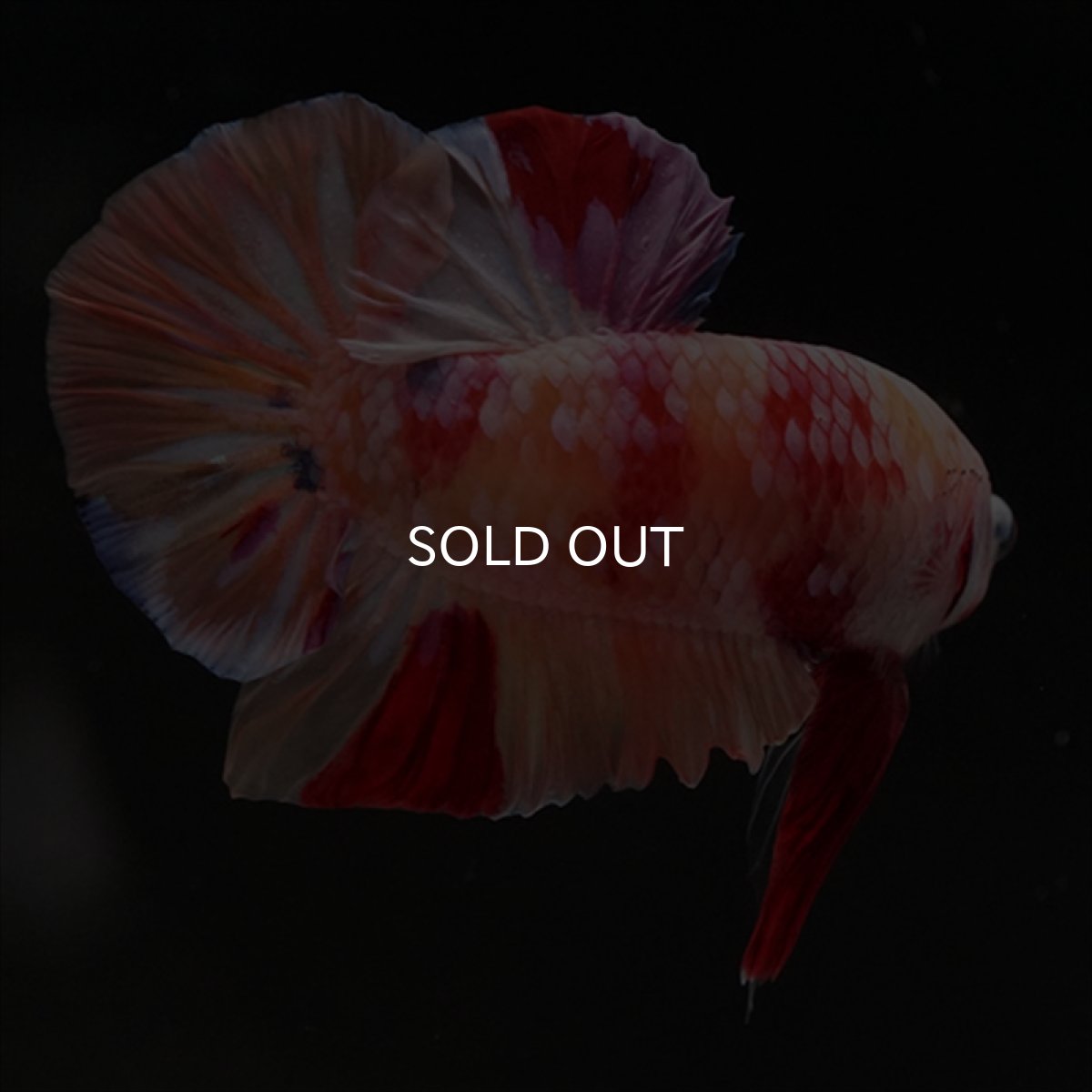 画像6: HMPK　キャンディ変わり柄 (6)