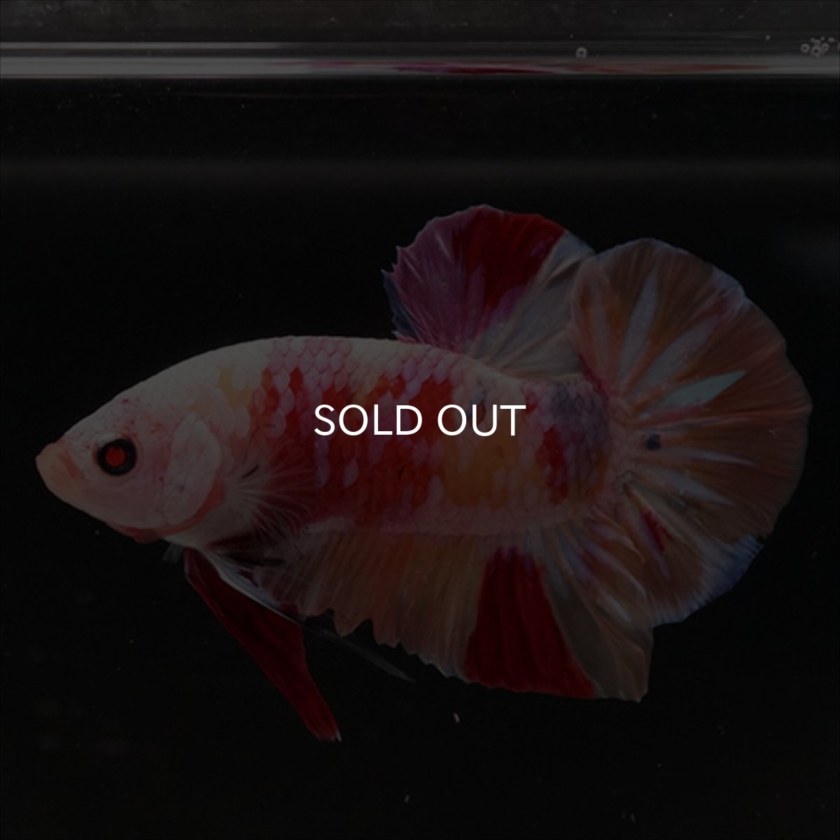 画像5: HMPK　キャンディ変わり柄 (5)