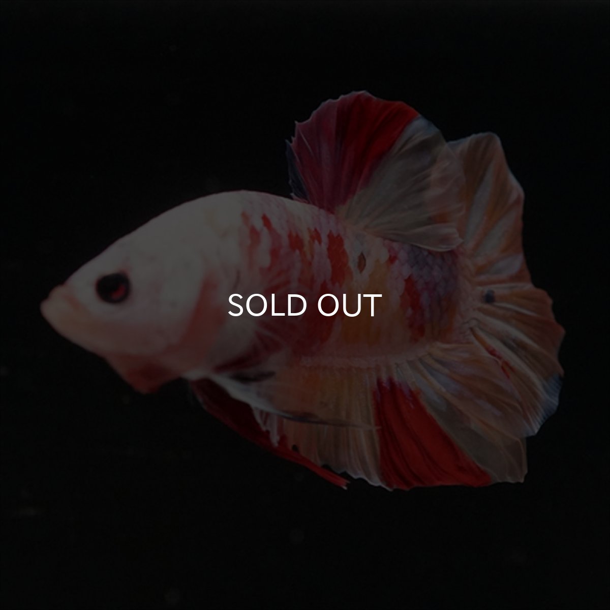 画像3: HMPK　キャンディ変わり柄 (3)