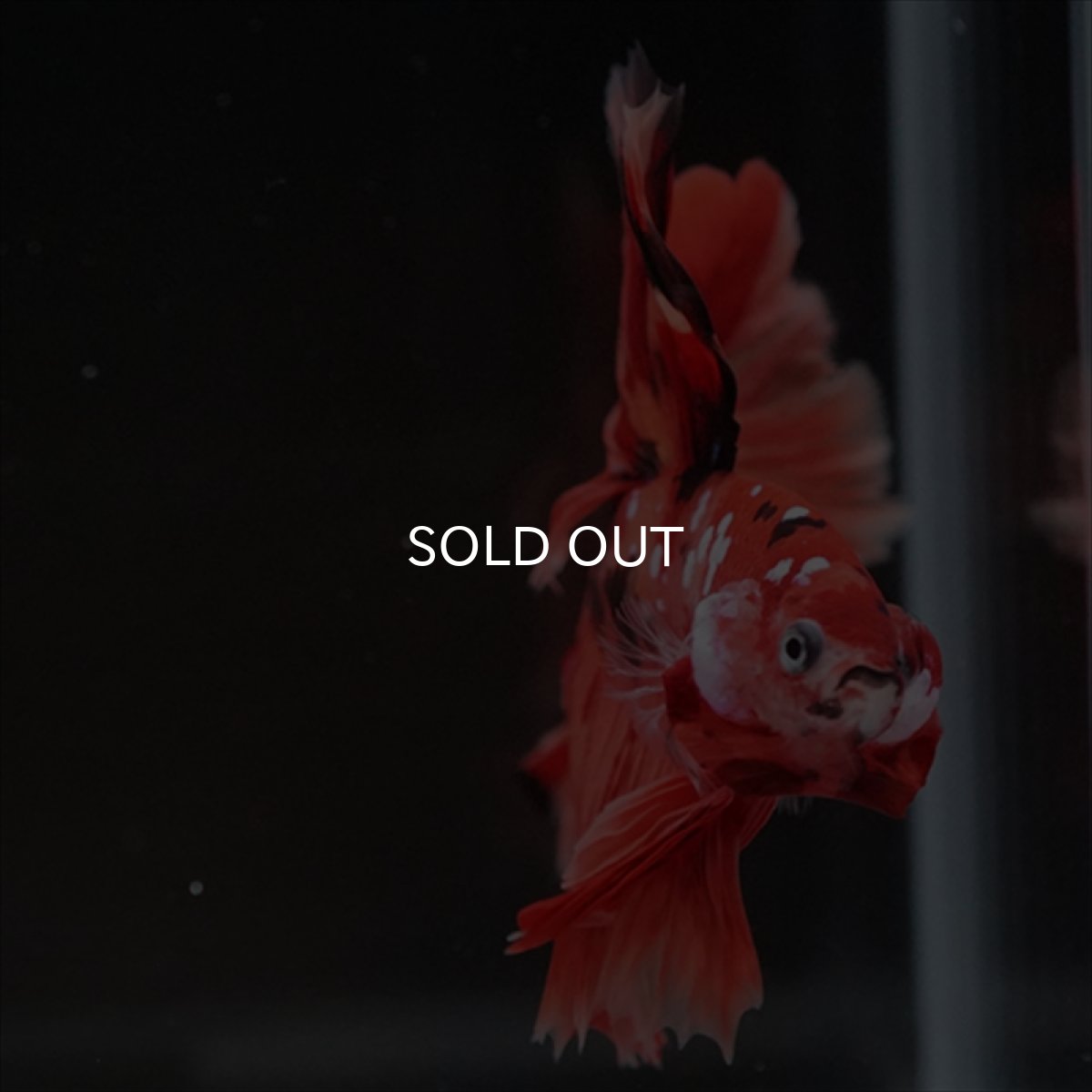 画像12: HM ニモキャンディ ローズテール (12)