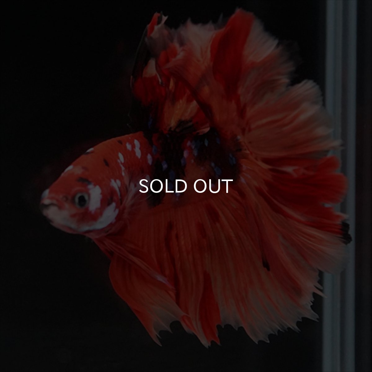 画像11: HM ニモキャンディ ローズテール (11)