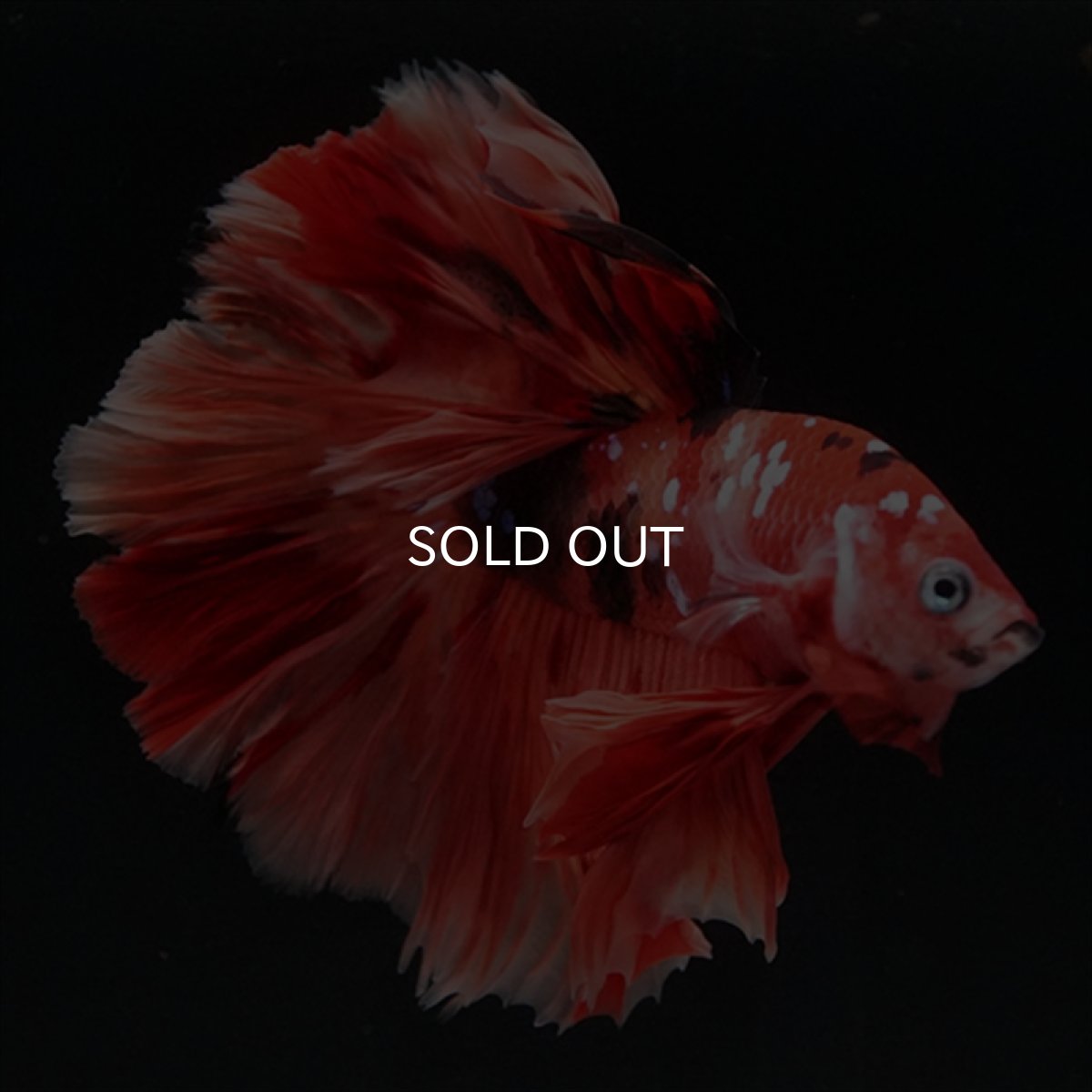 画像4: HM ニモキャンディ ローズテール (4)