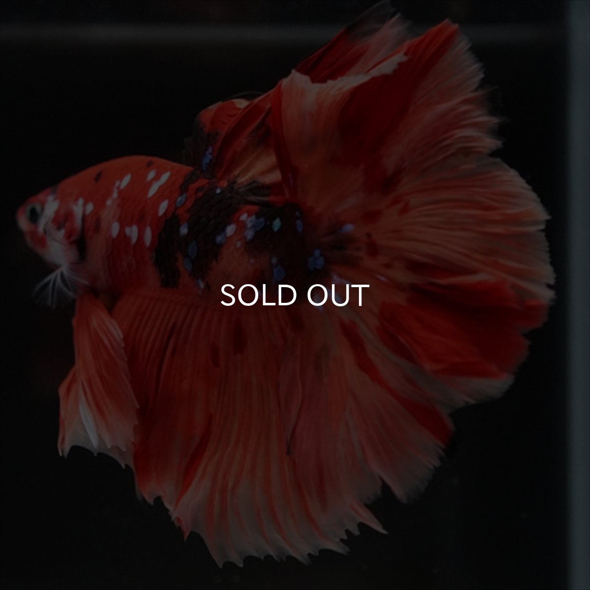 画像5: HM ニモキャンディ ローズテール (5)