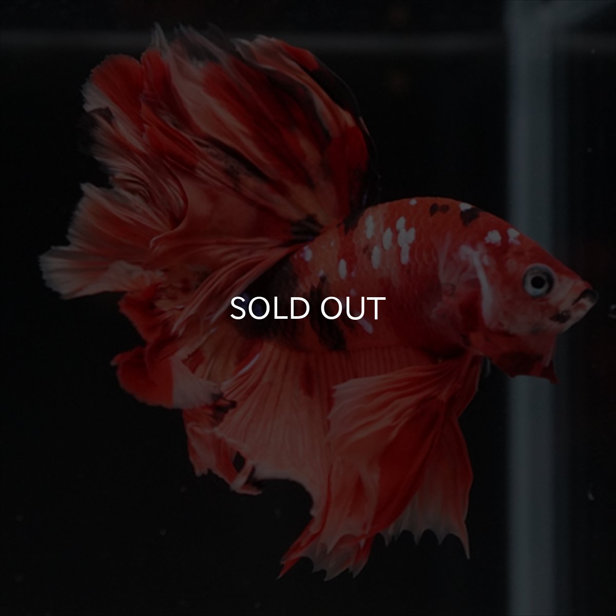 画像6: HM ニモキャンディ ローズテール (6)