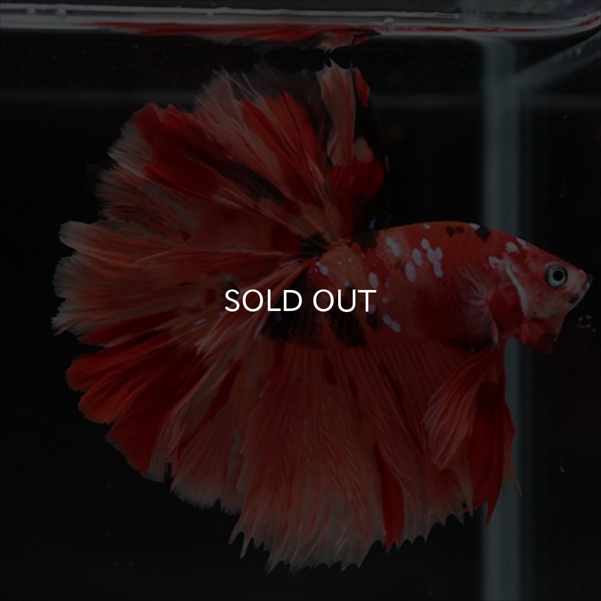 画像10: HM ニモキャンディ ローズテール (10)