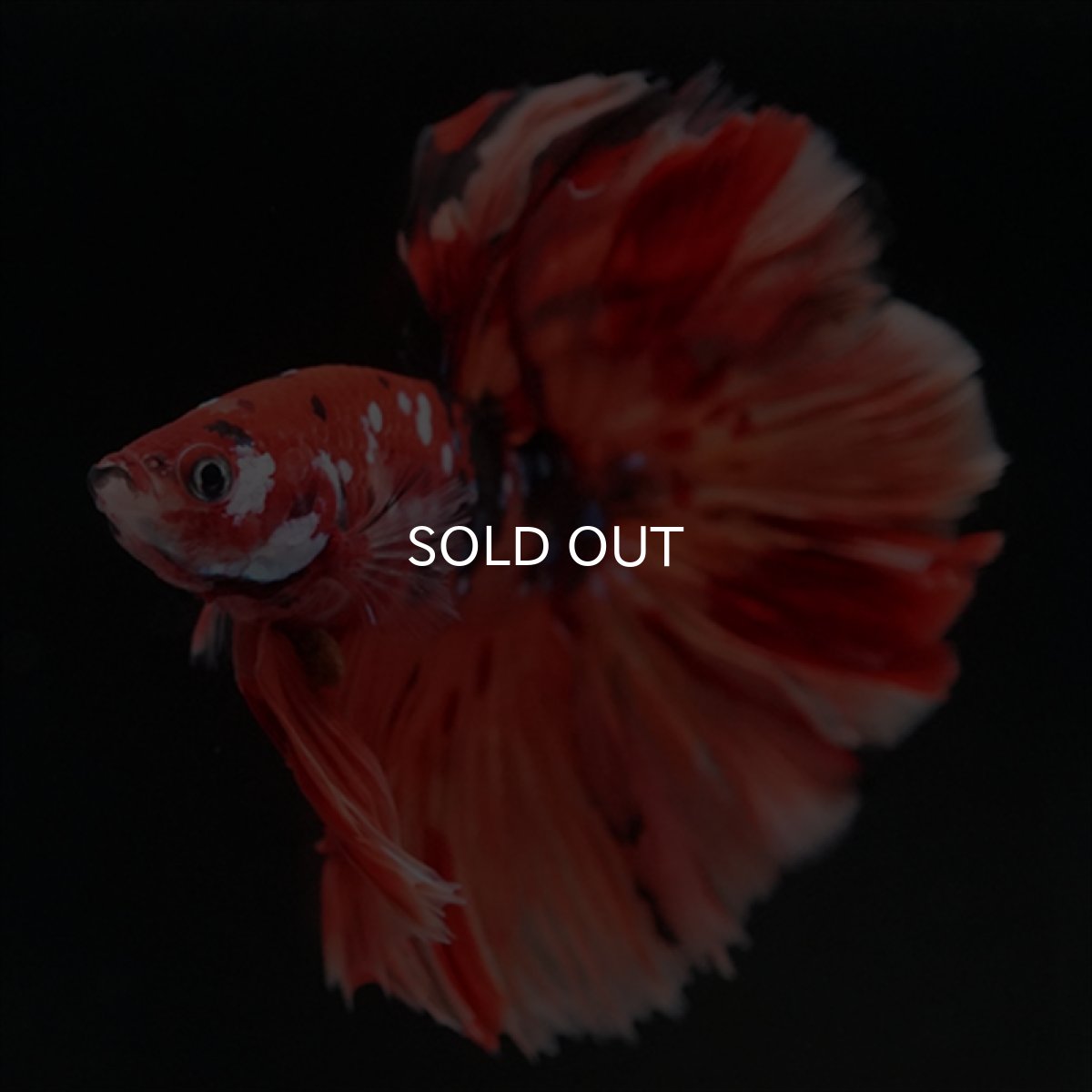 画像9: HM ニモキャンディ ローズテール (9)