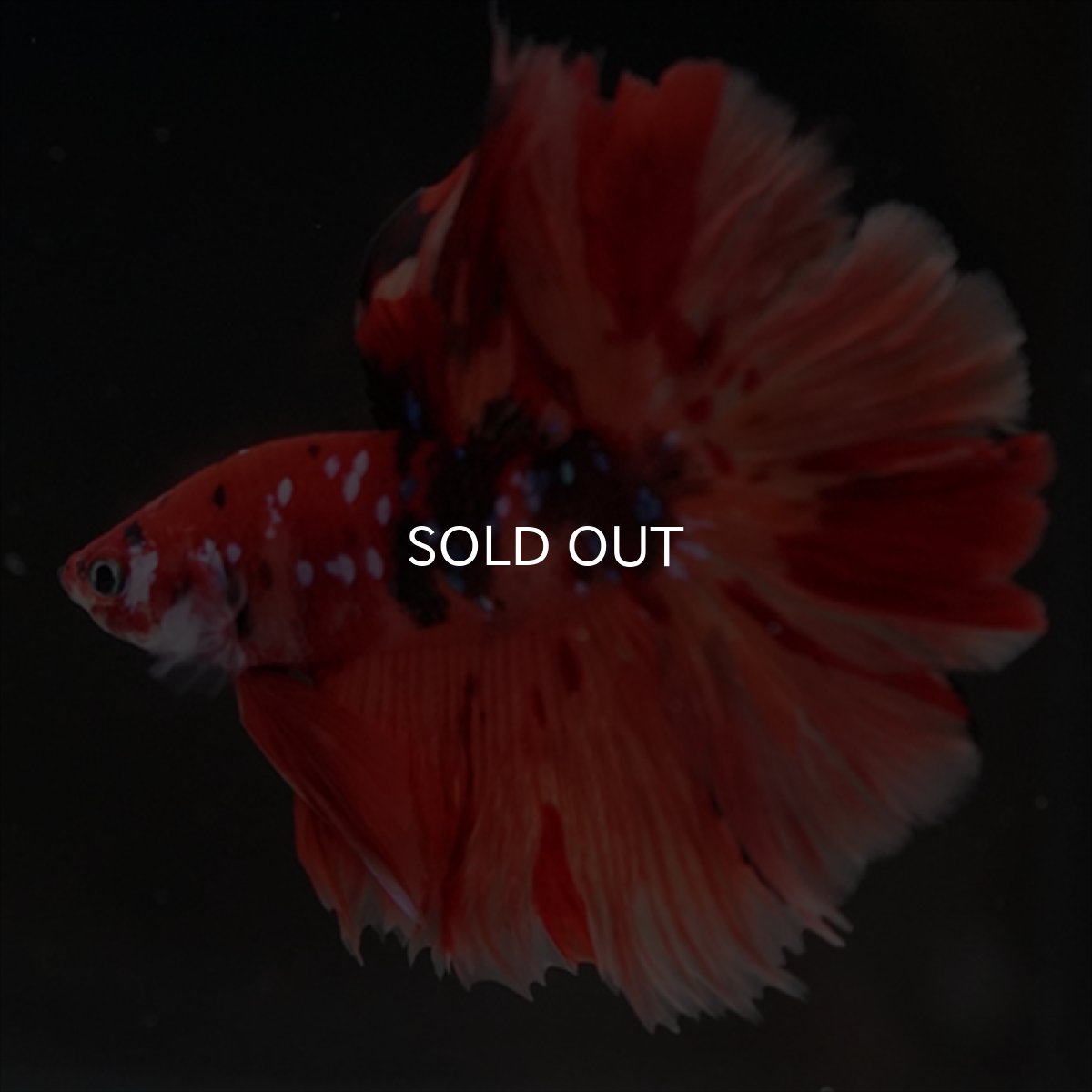 画像3: HM ニモキャンディ ローズテール (3)