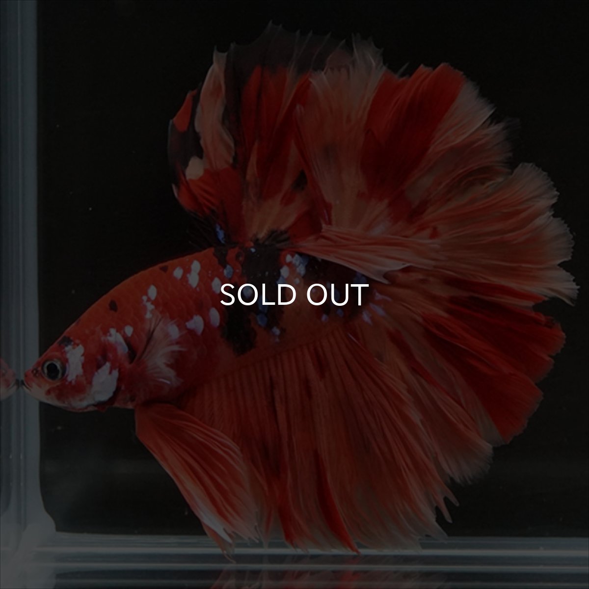 画像8: HM ニモキャンディ ローズテール (8)