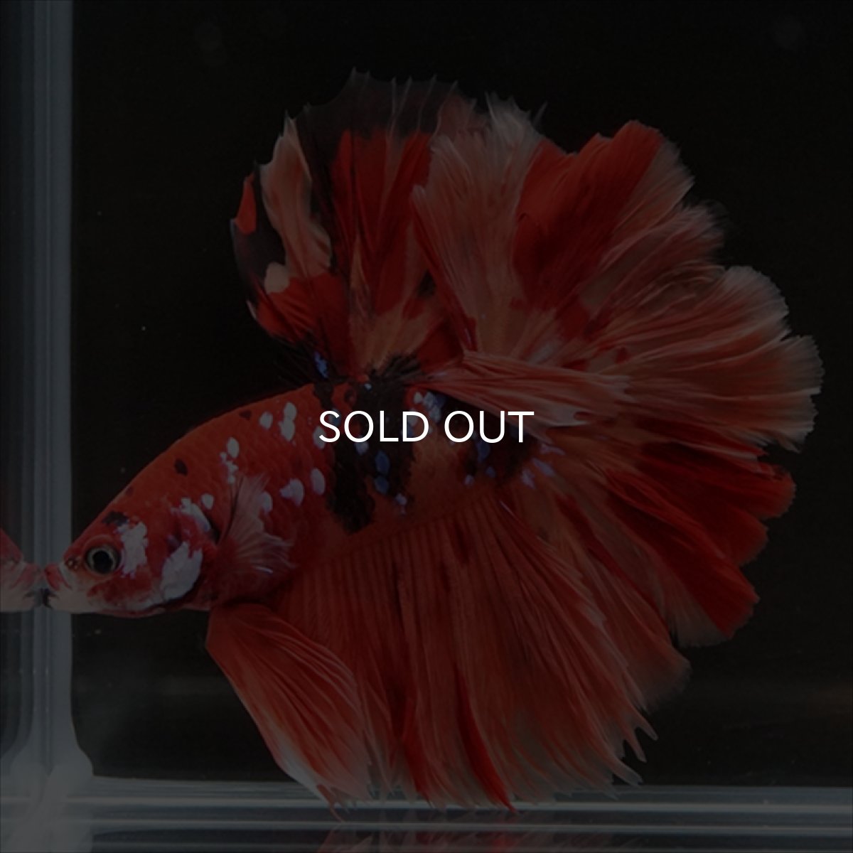 画像7: HM ニモキャンディ ローズテール (7)