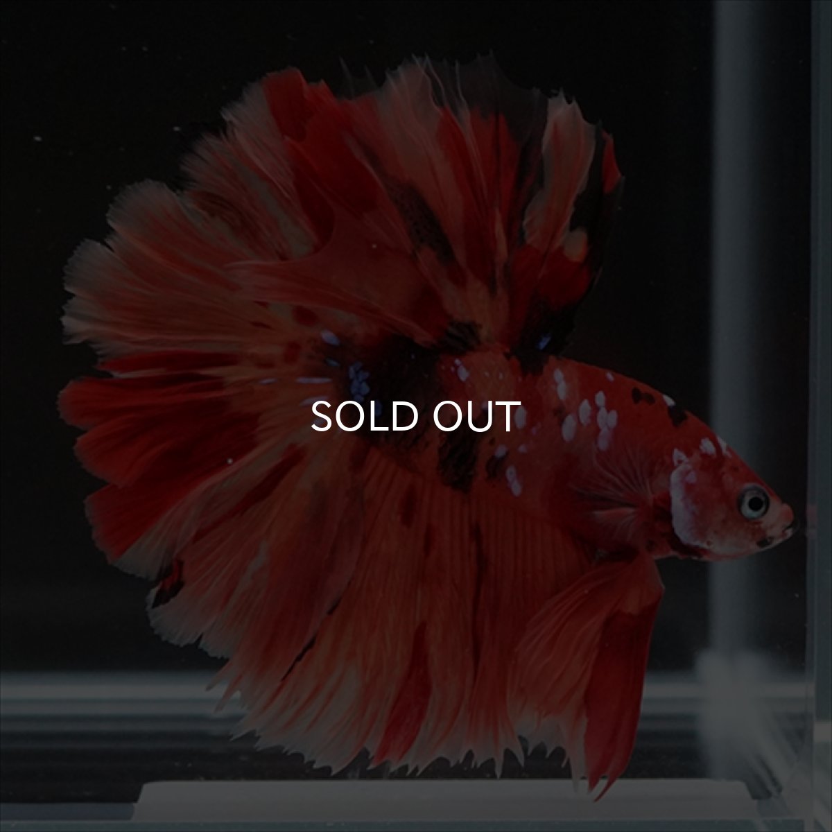 画像2: HM ニモキャンディ ローズテール (2)