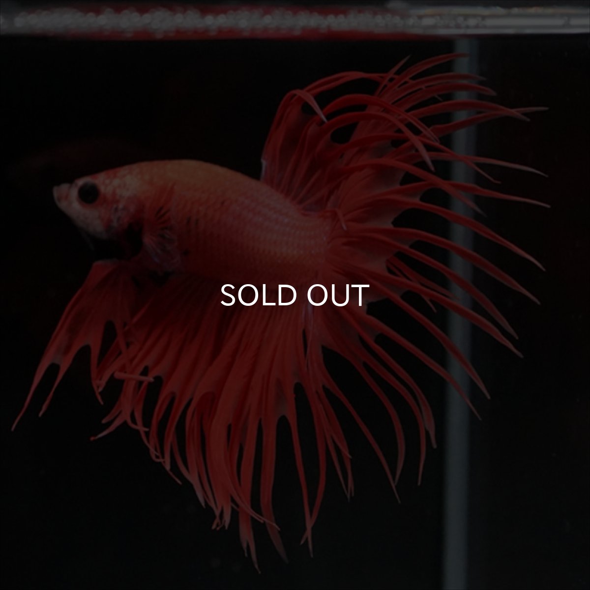 画像8: CT オレンジファンシー (8)