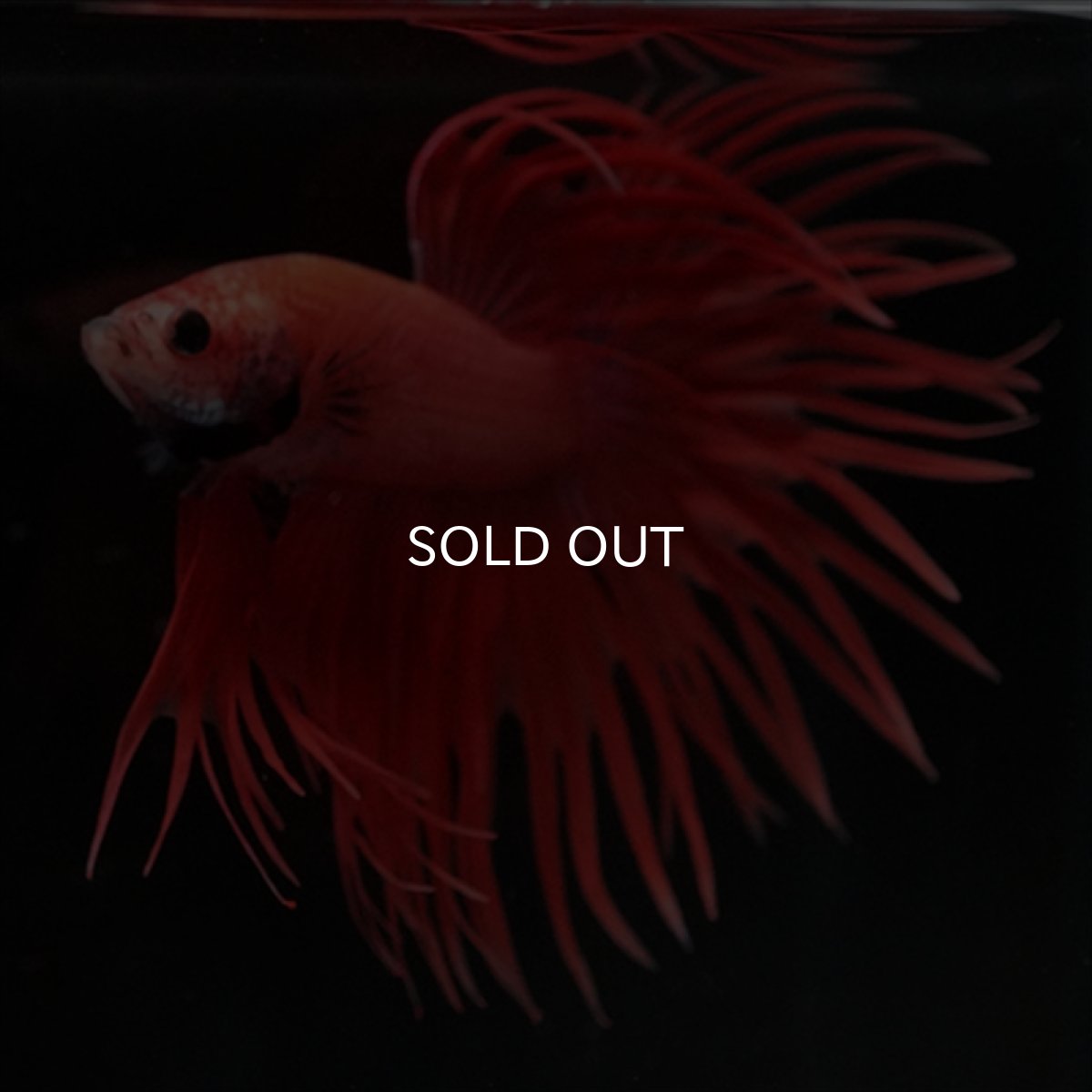 画像7: CT オレンジファンシー (7)