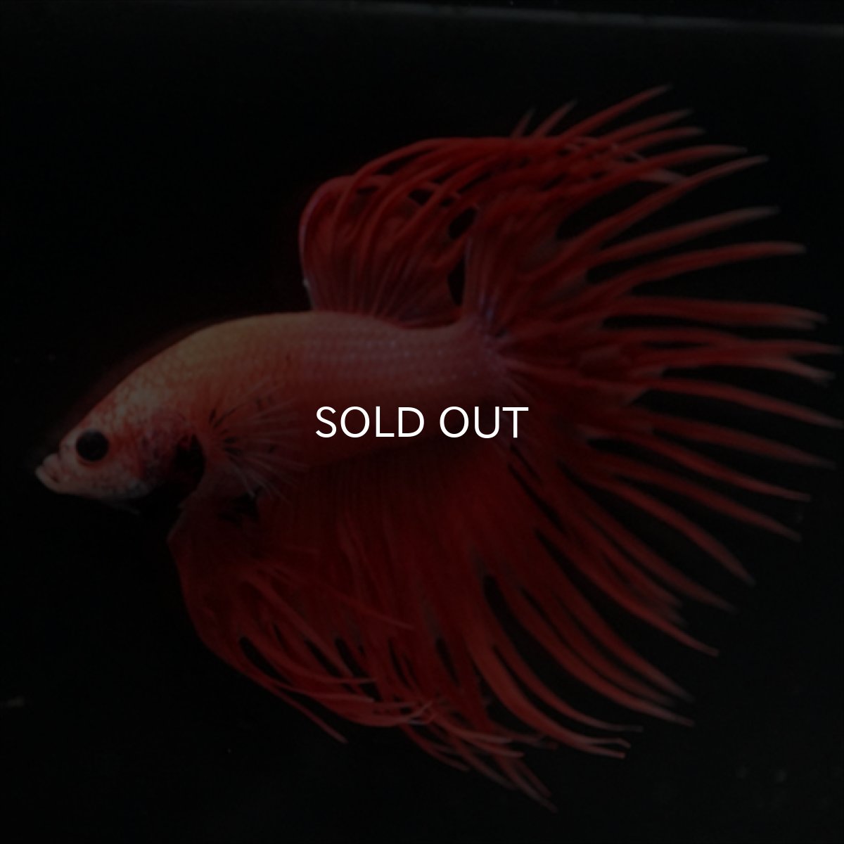 画像6: CT オレンジファンシー (6)