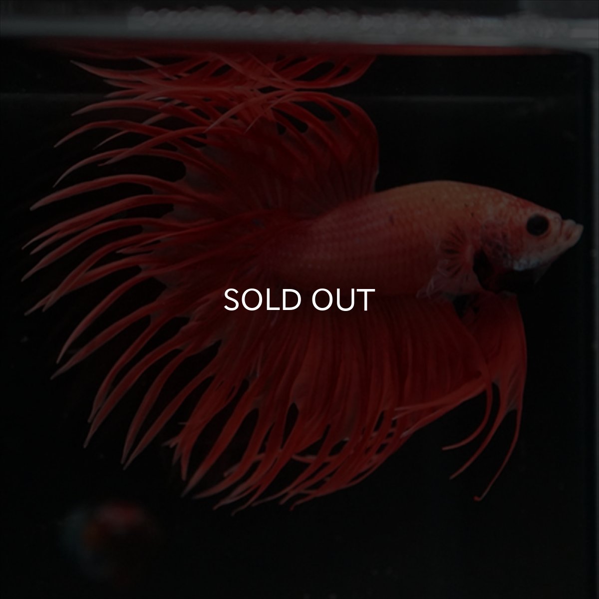 画像2: CT オレンジファンシー (2)