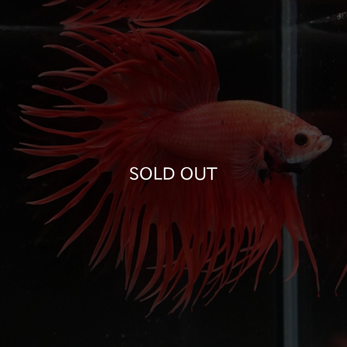 画像5: CT オレンジファンシー (5)