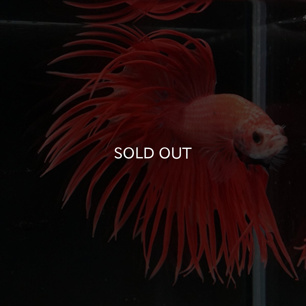 画像4: CT オレンジファンシー (4)