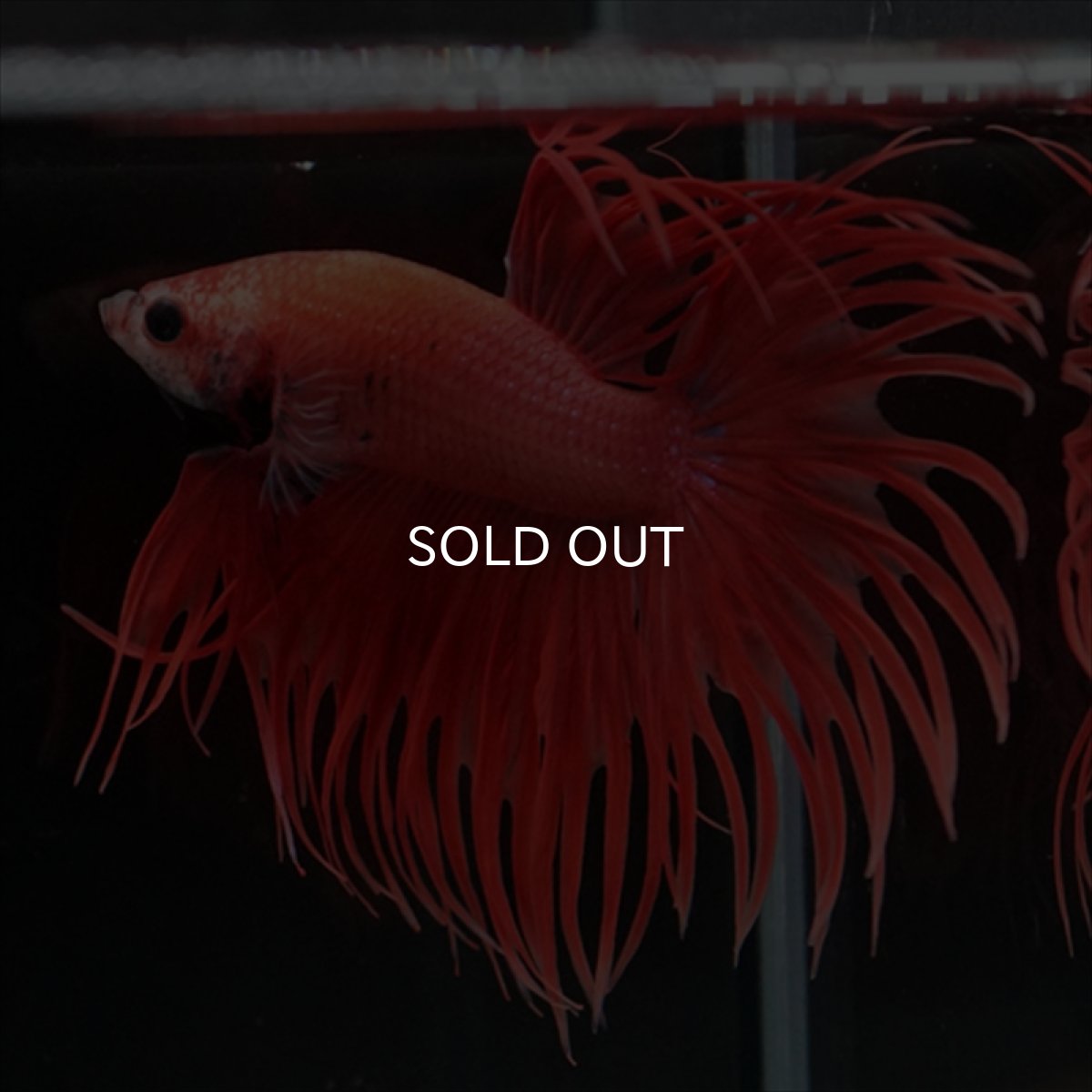 画像3: CT オレンジファンシー (3)