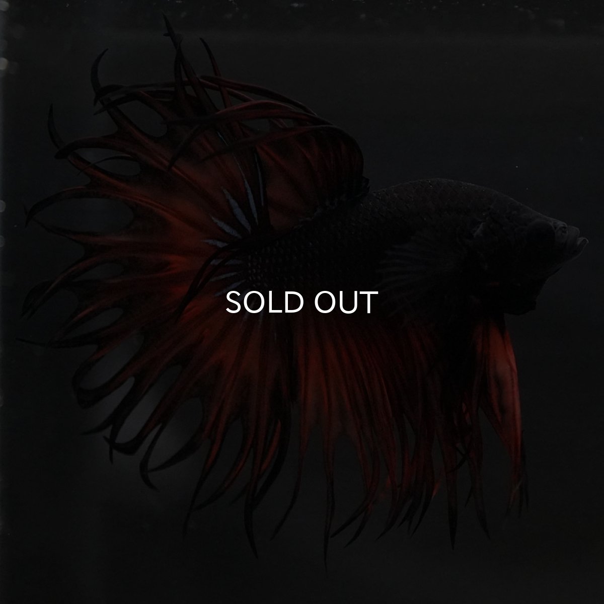 画像2: KCT オレンジマスタード (2)