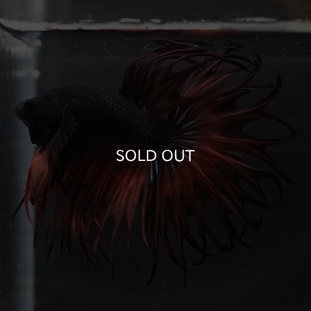 画像13: KCT オレンジマスタード (13)