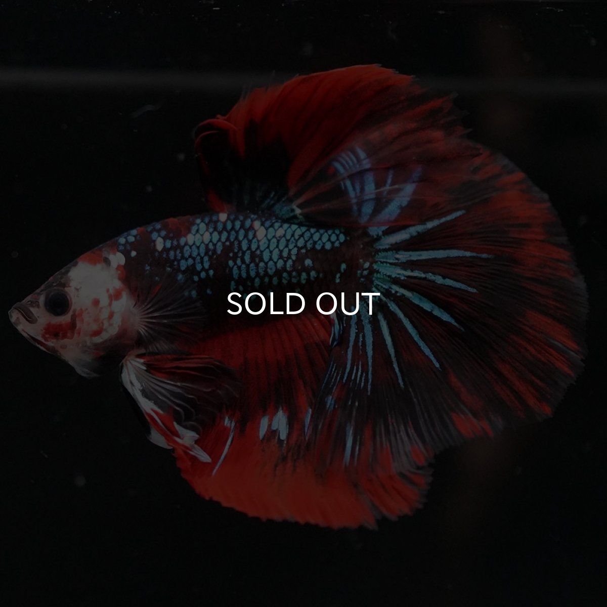 画像8: HM　レッドギャラクシー (8)