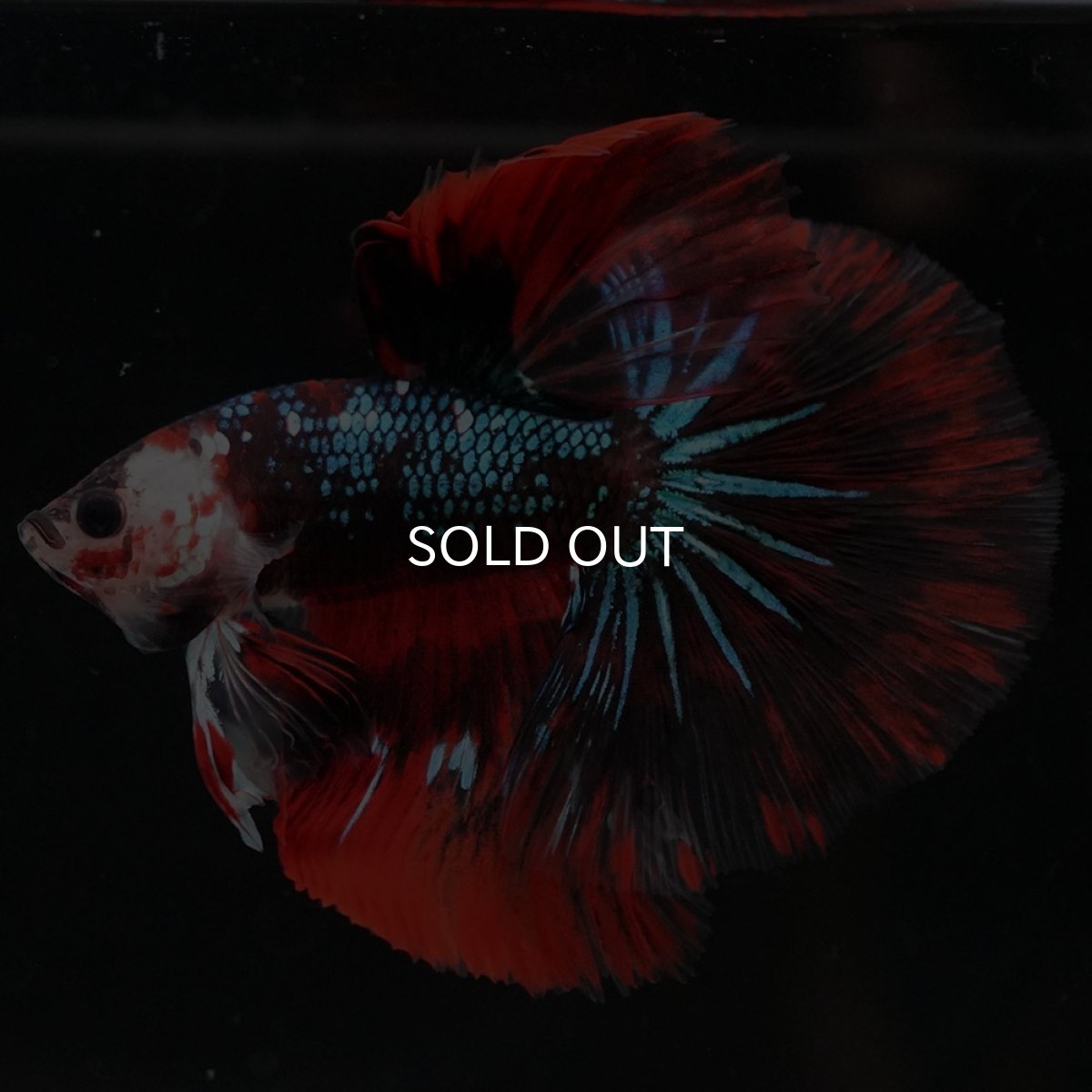 画像4: HM　レッドギャラクシー (4)