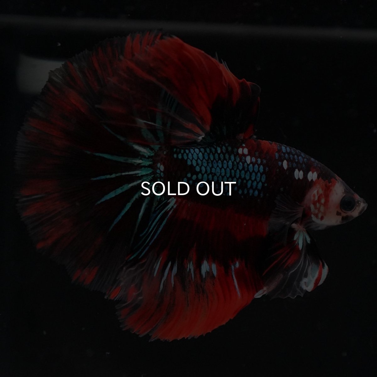 画像2: HM　レッドギャラクシー (2)